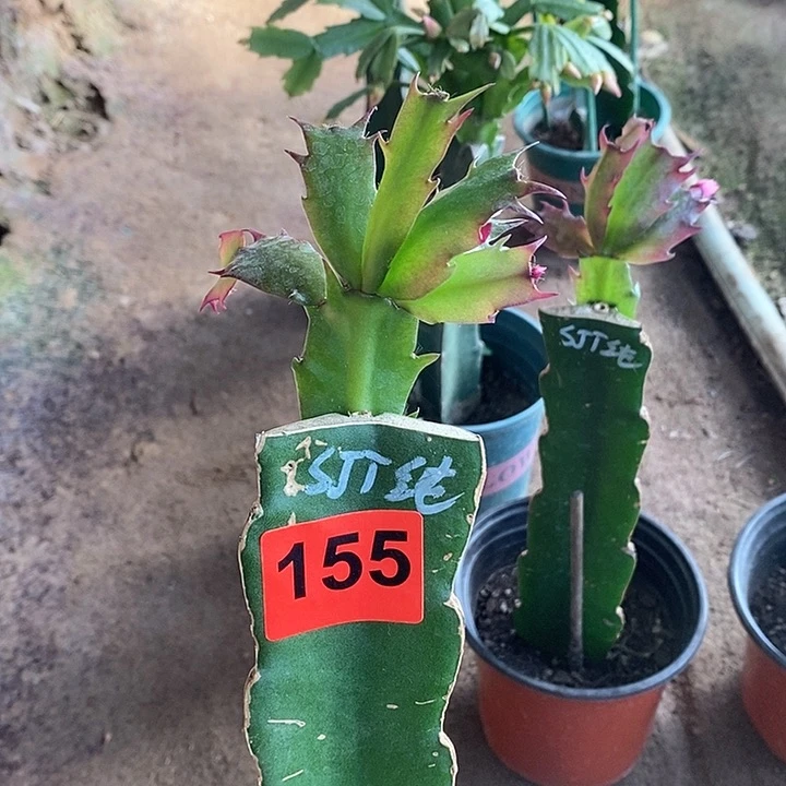 无花朵梦***.高纯桑吉塔/155号下过叶片