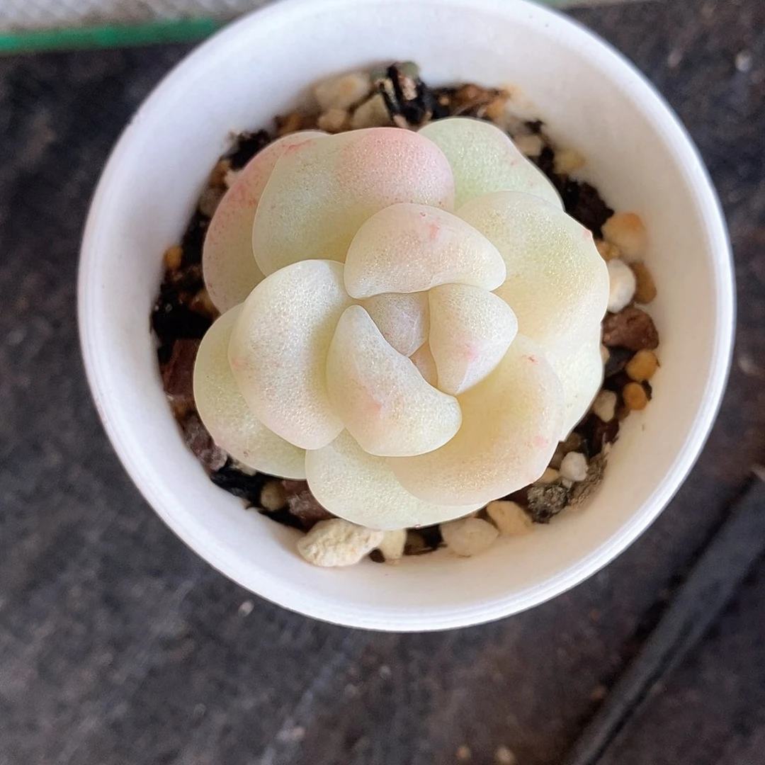 响当当啊哈好想要你