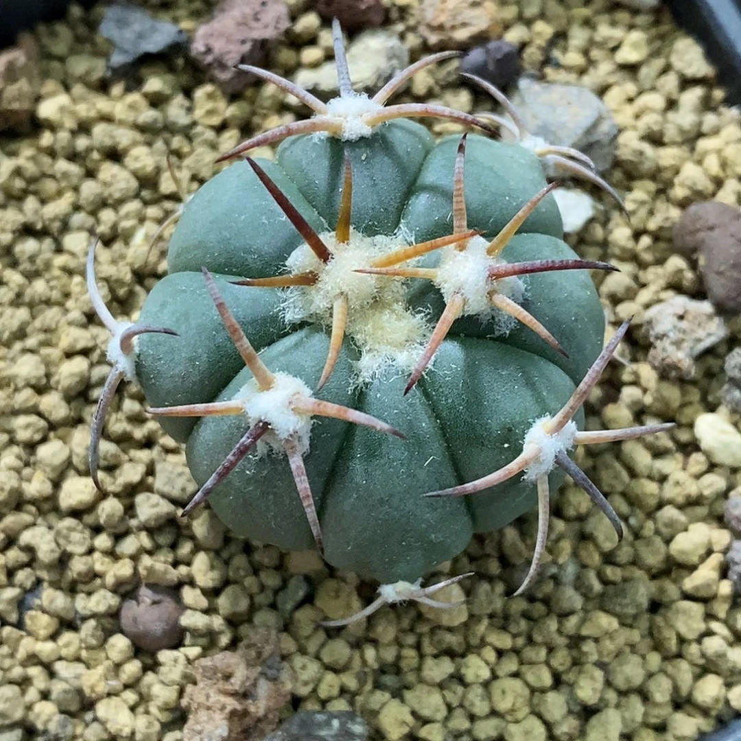 孤品实生特选株短豪刺花王丸3.2cm