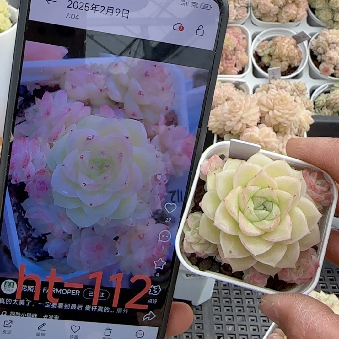 【闪购商品】0217-66（ht-112）