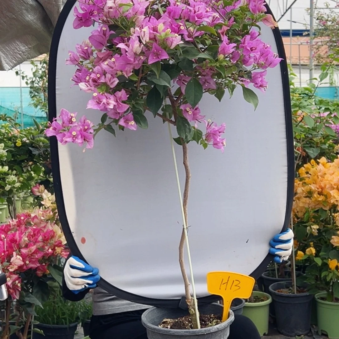 今***禾大部分花苞少量开放J13雪紫