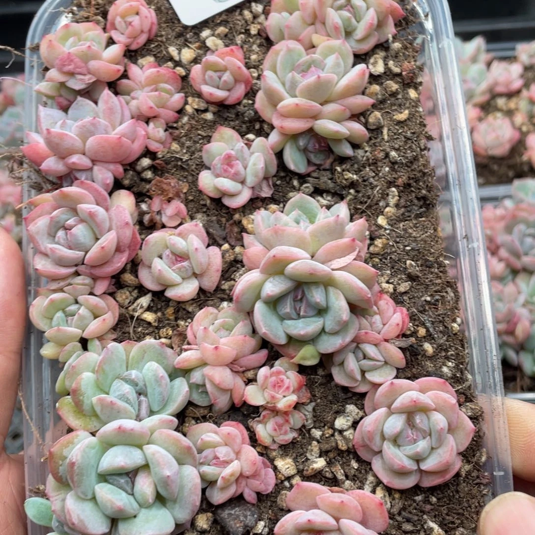 云糖心多肉植物40