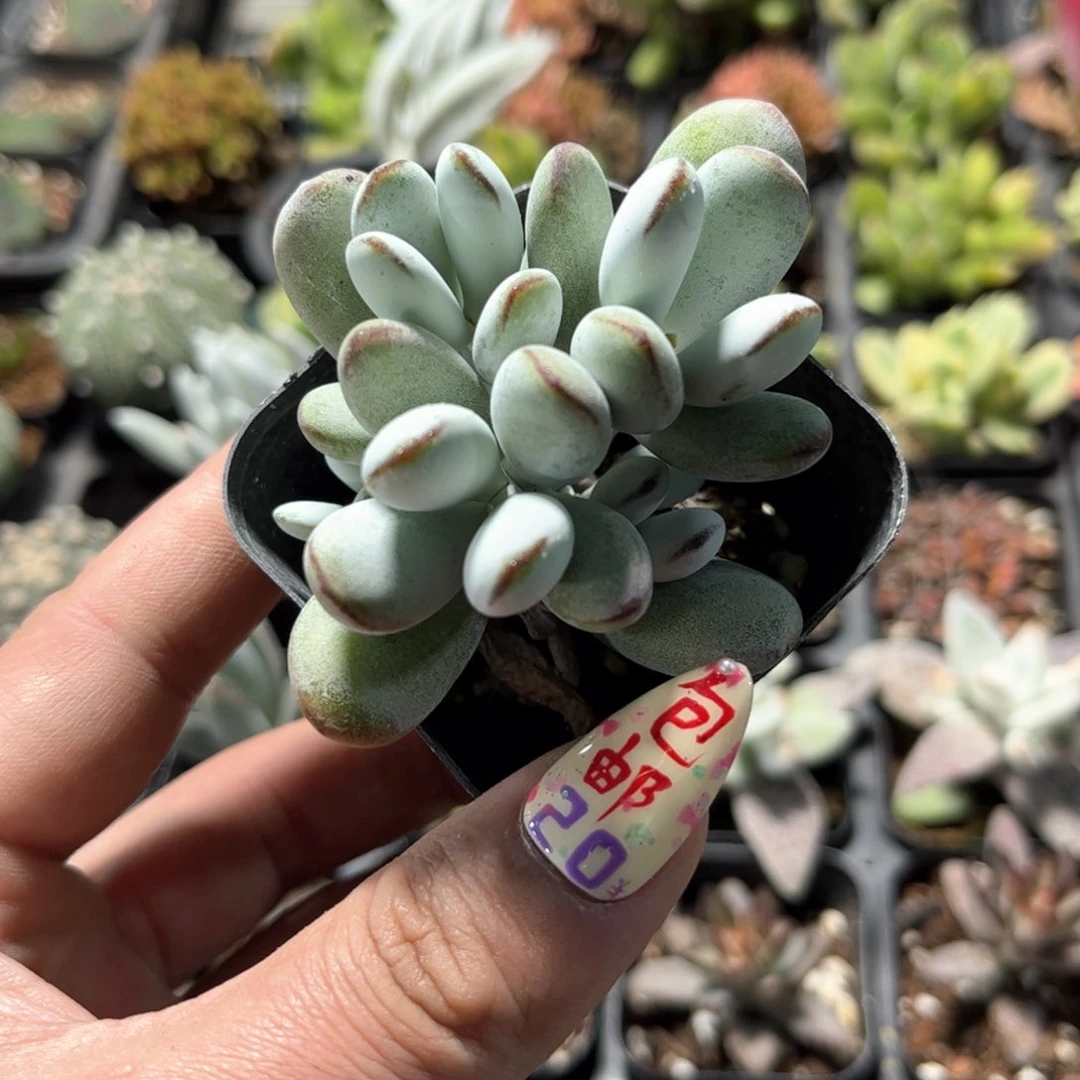 鱼*24328一物一拍单头发货