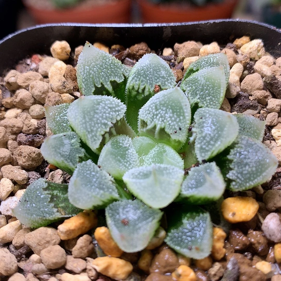 全窗白帝城带盆宇woll