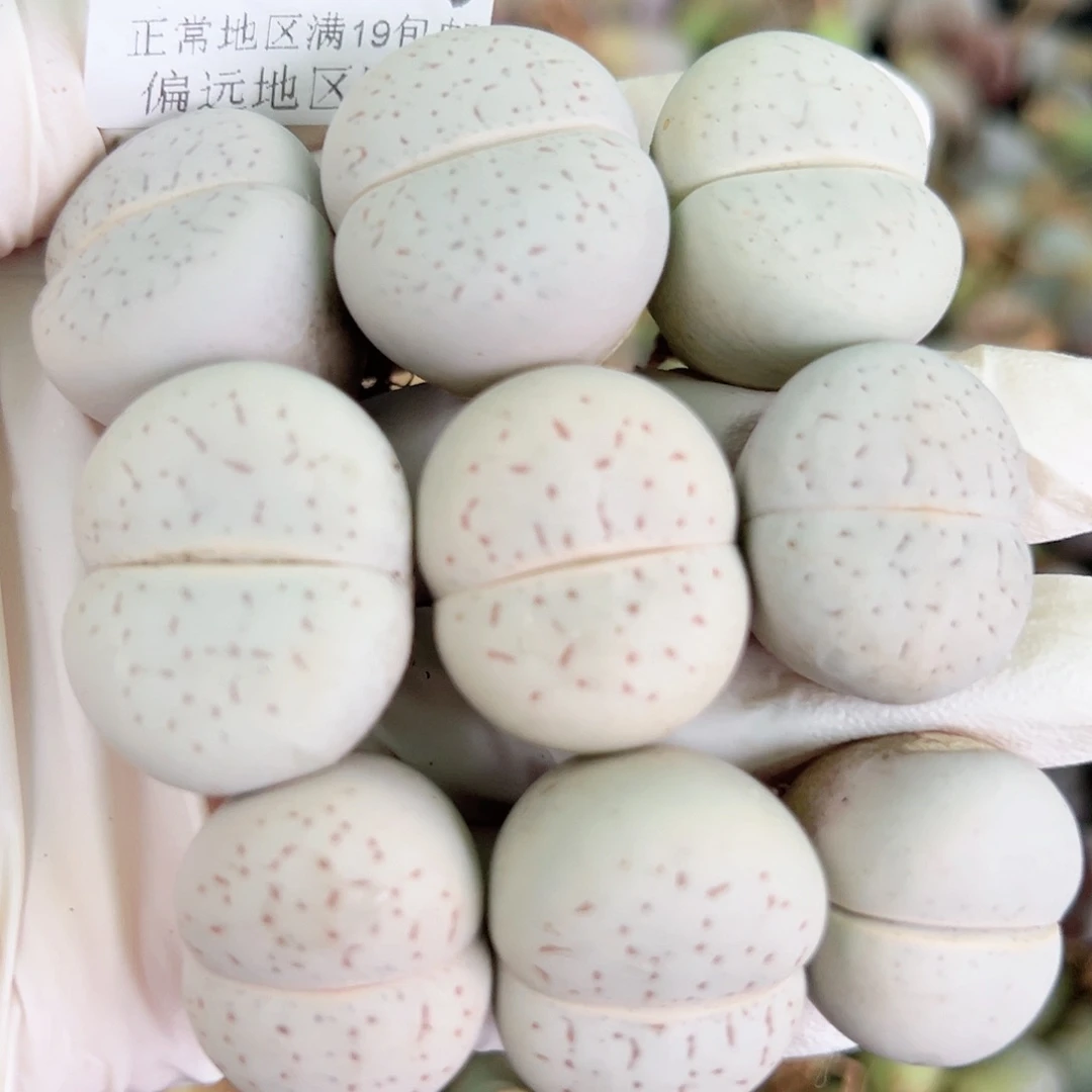 5639四年大白9个2-2.5cm侧面老疤特价处理的