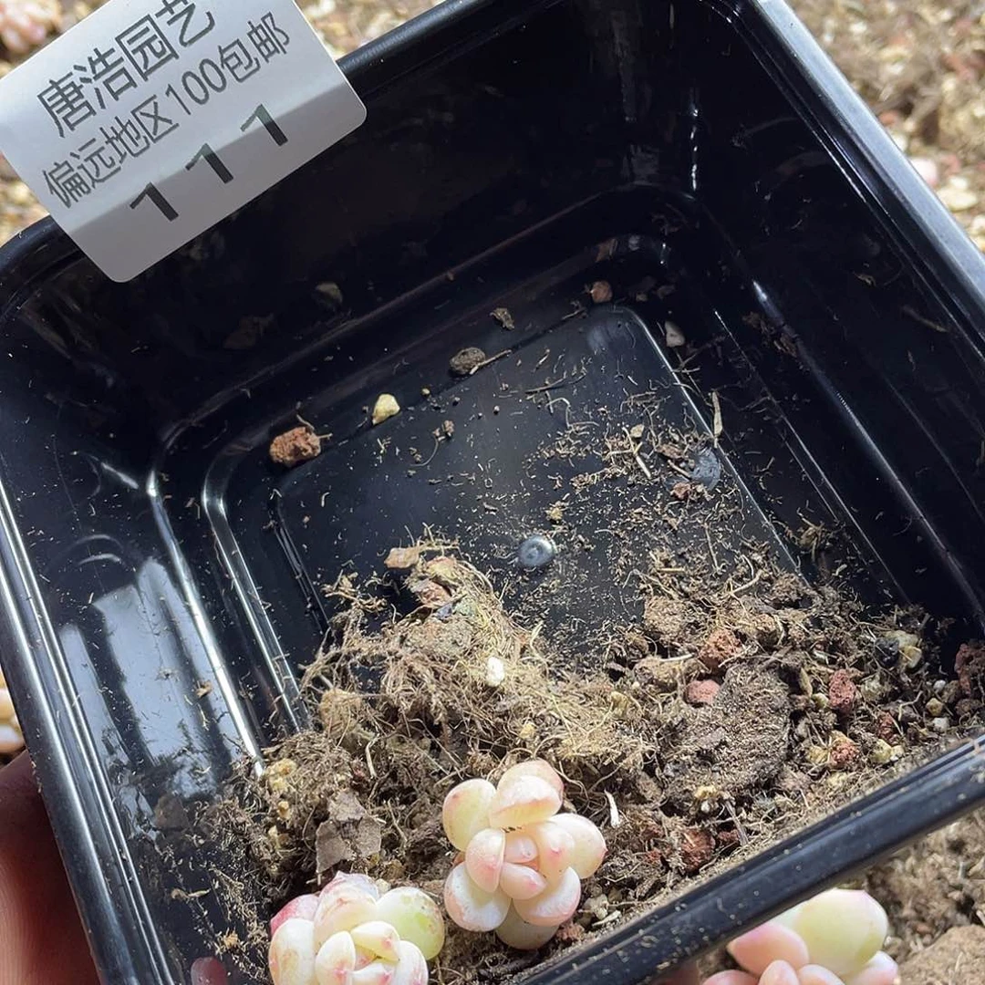 咯**哒水晶鞋一物一拍111