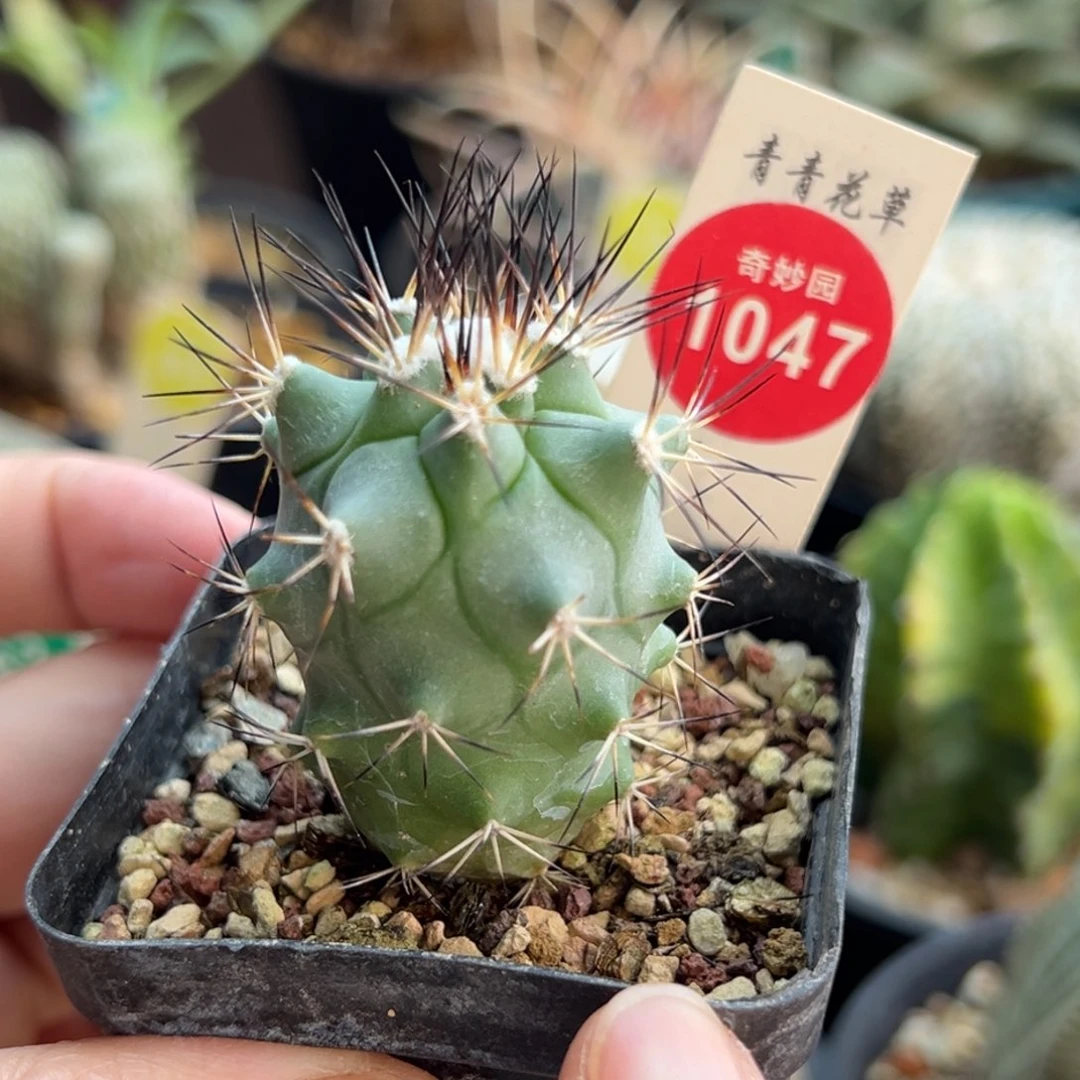 实生强刺黑枪玉一棵仙人球