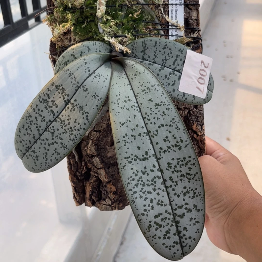 完全开放2007 板植JG2347 一物一拍