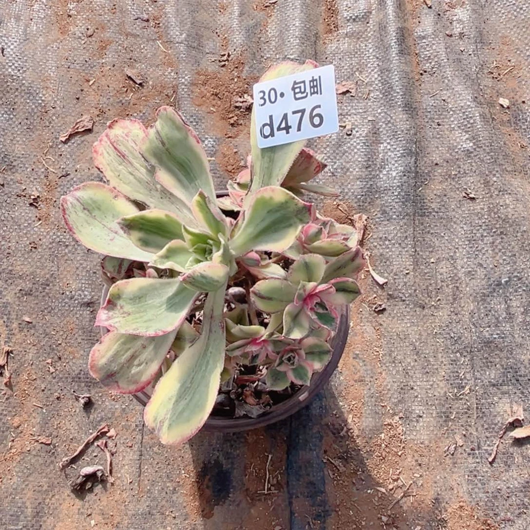 476 多肉法师青花瓷