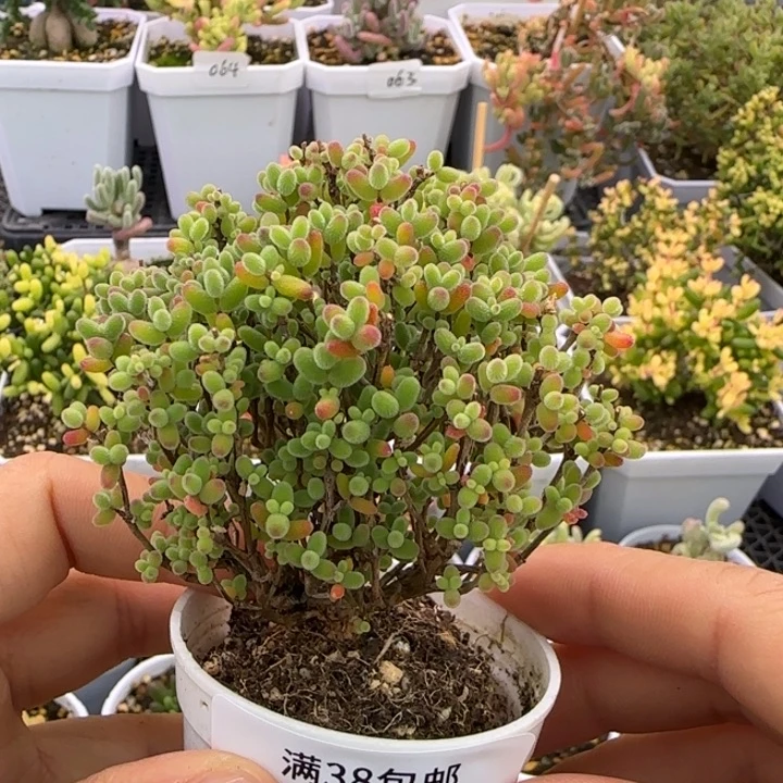 136-蜜桔糖球植物枝干