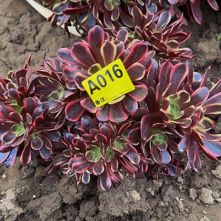 精品缀化一物一拍016