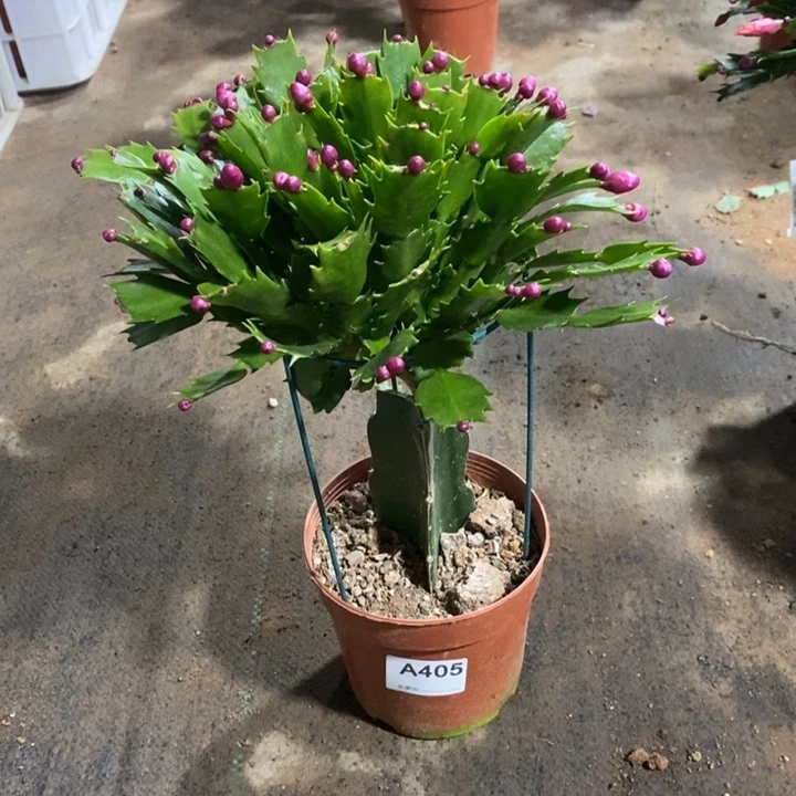 大部分花苞少量开放?****?404中国红