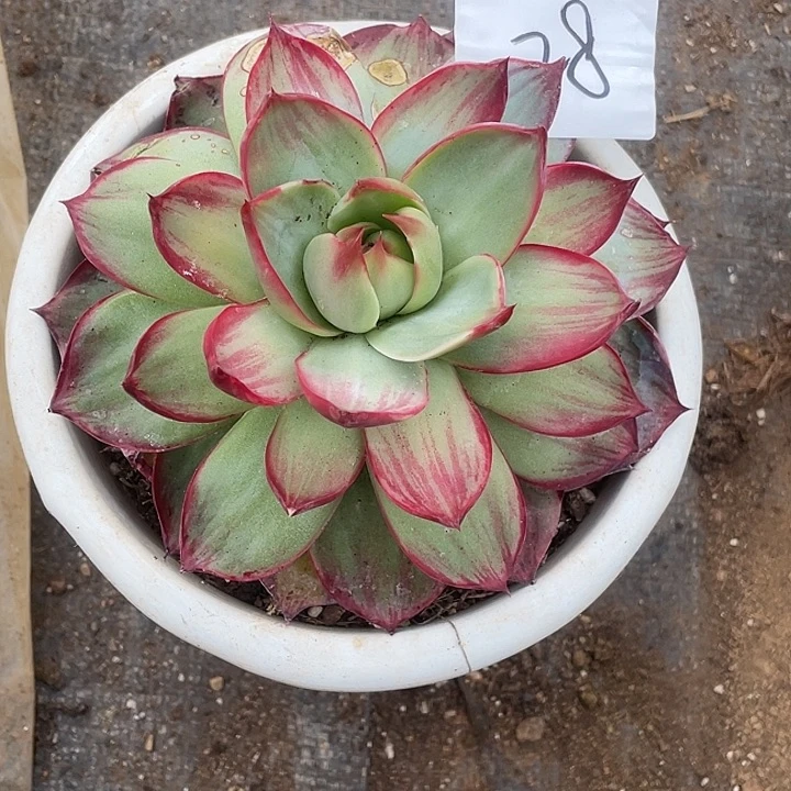 向****28///////////////