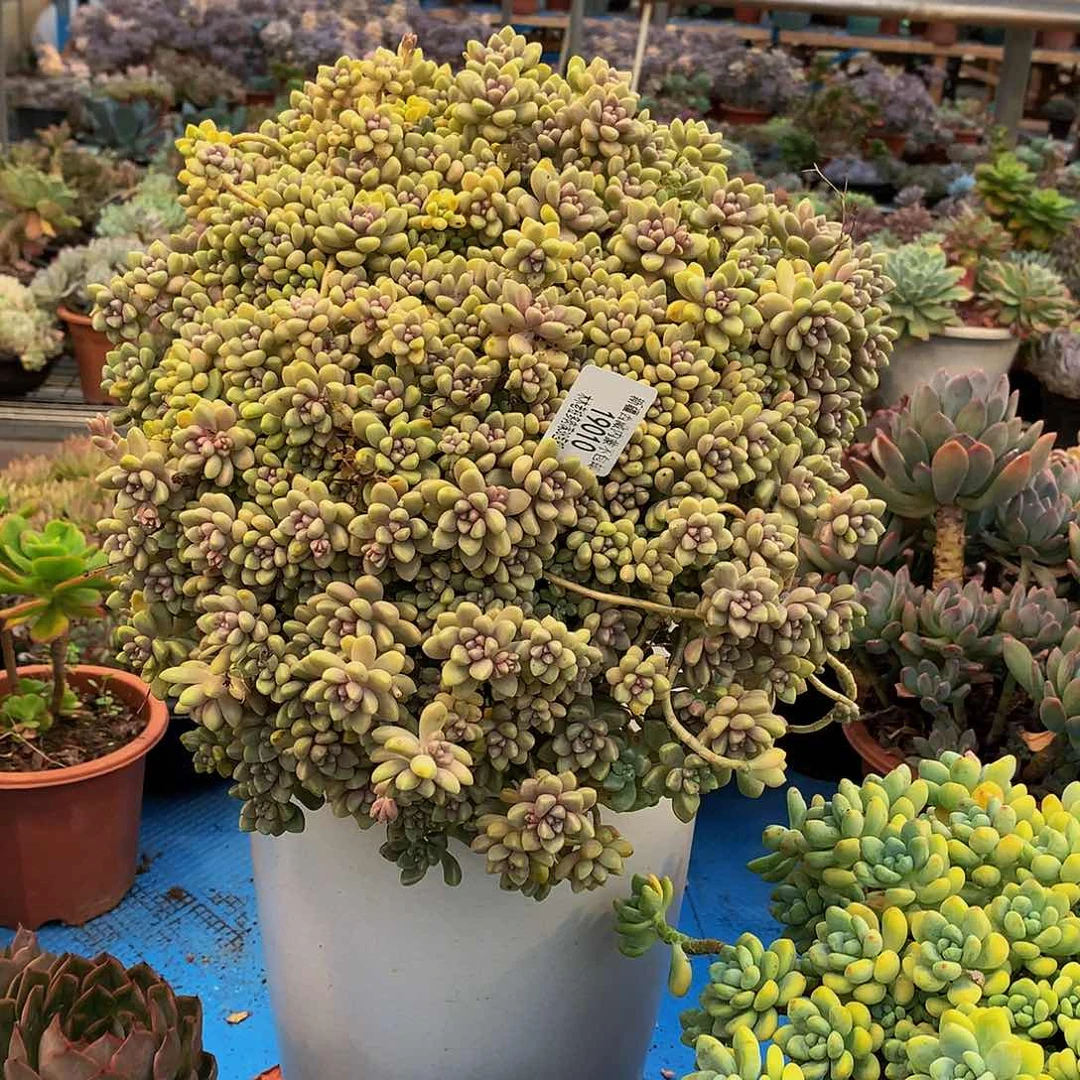 ****花    丸叶姬秋丽19010