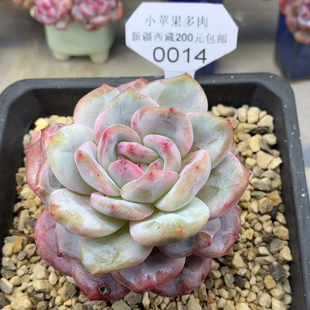 单头粉底 014/9cm多肉