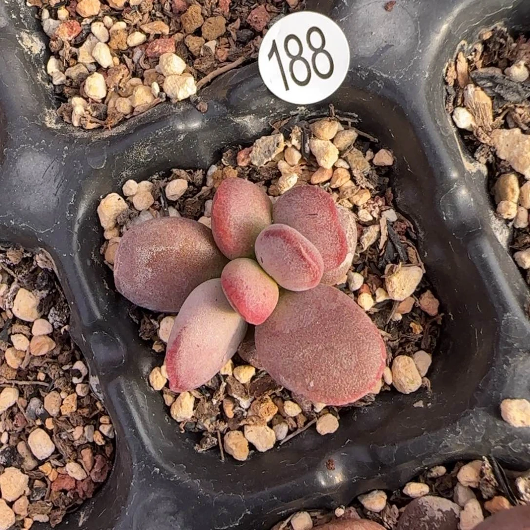 包*仙桃水泡多肉植物188