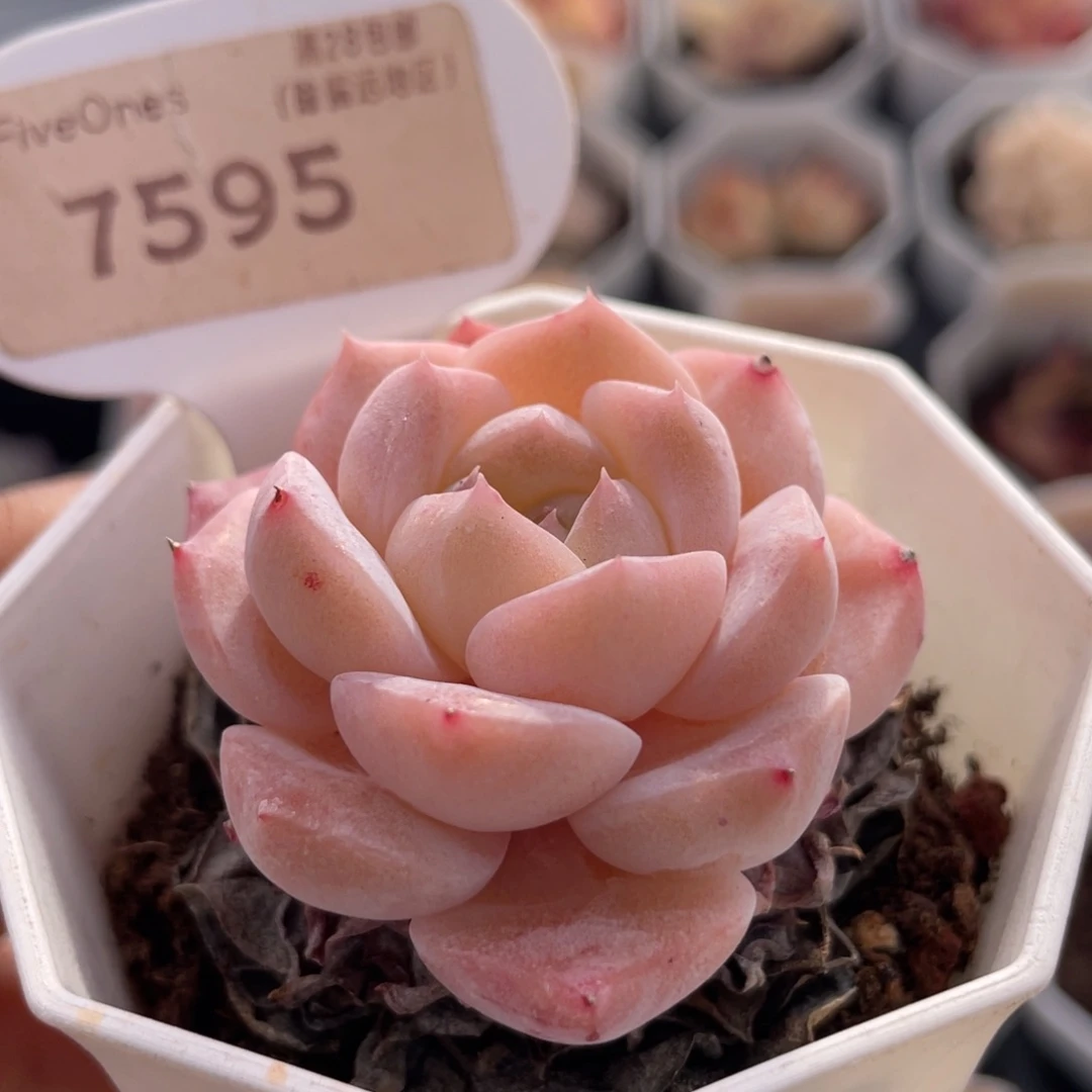 冰贵妃7595-4.5厘米