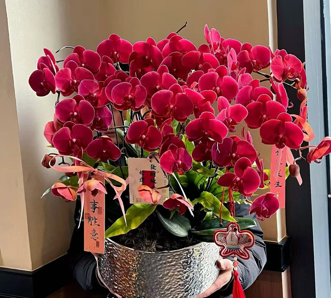 3.5寸超级杯稀少品种4花剑起【花中皇后】高颜值 蝴蝶兰高货欧品