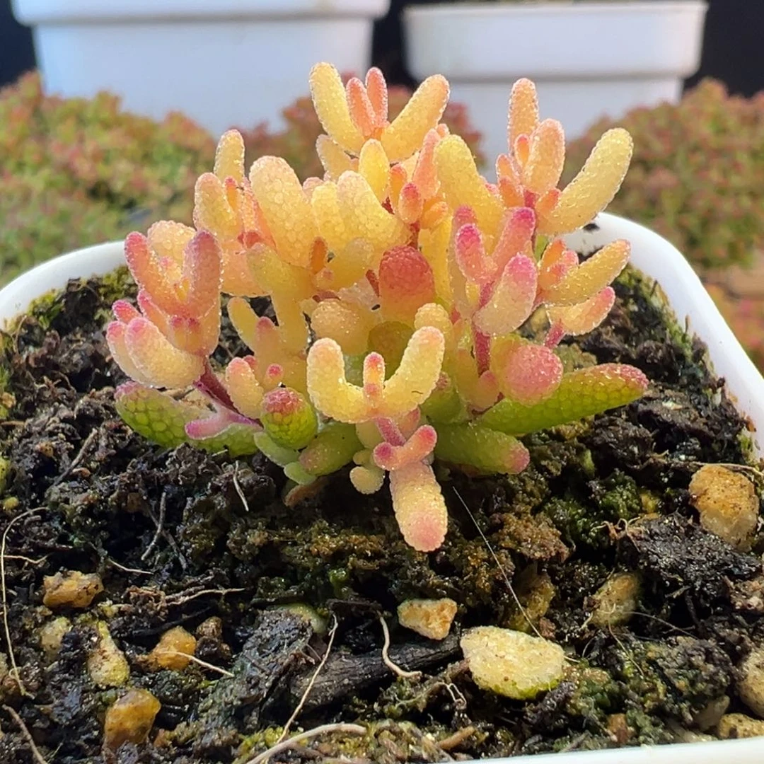 4号糖球白锦假飞机猪小可爱