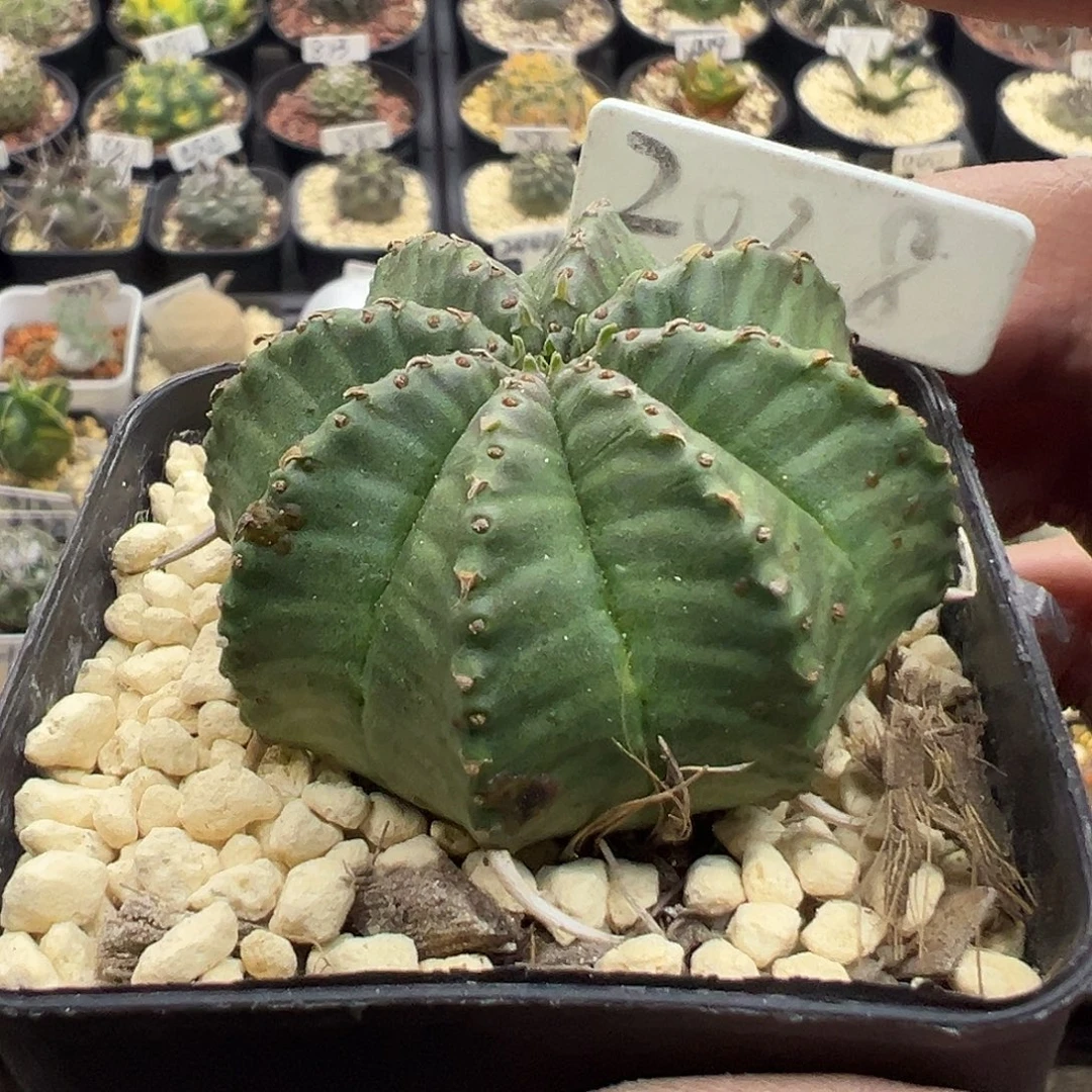 2028法丽达实生仙人球