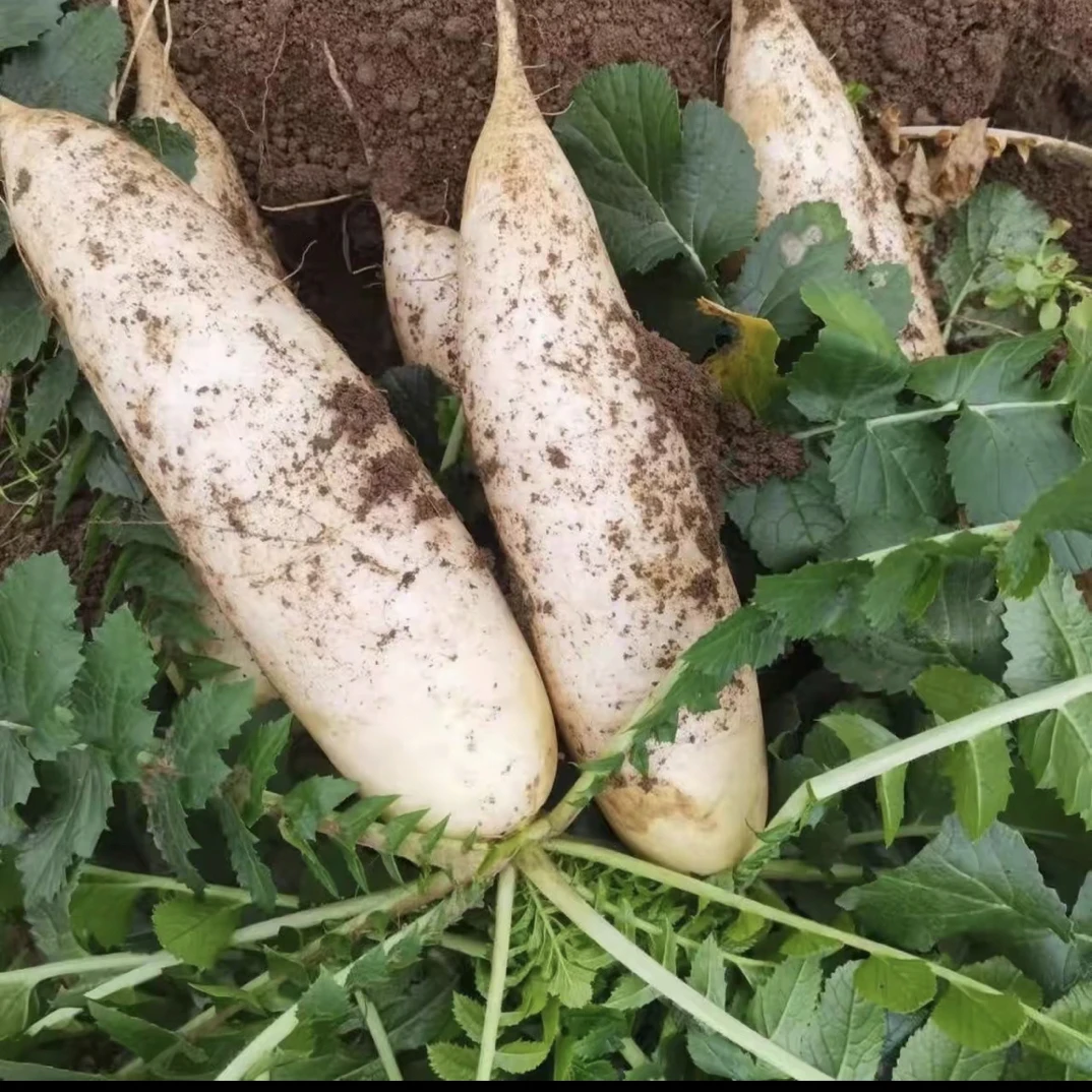 本地白萝卜沙地种植带泥发货新鲜现拔现发清甜营养