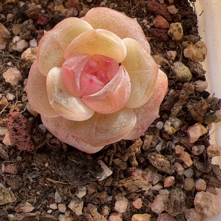 开播福利，一物一拍，尺寸不大介意勿拍