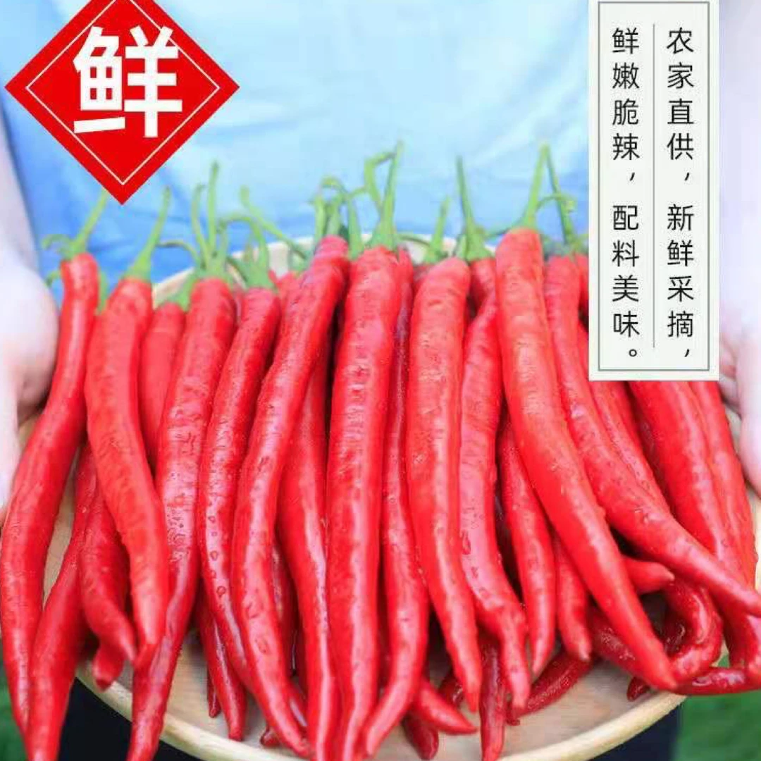 （中高辣）正宗土辣椒软皮红罗丝线红线辣椒香辣型露天红辣椒3斤5斤