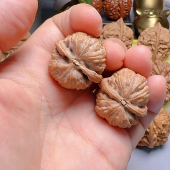 29尺小手捻金钱豹