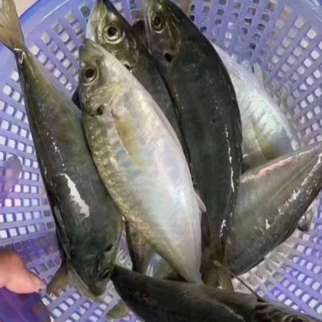 东山岛养殖土豪巴10条浪鱼新鲜速冻海鲜竹筴鱼适合酒店餐饮