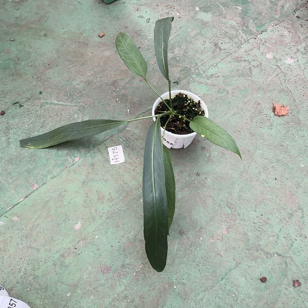 完全开放G855维塔领带