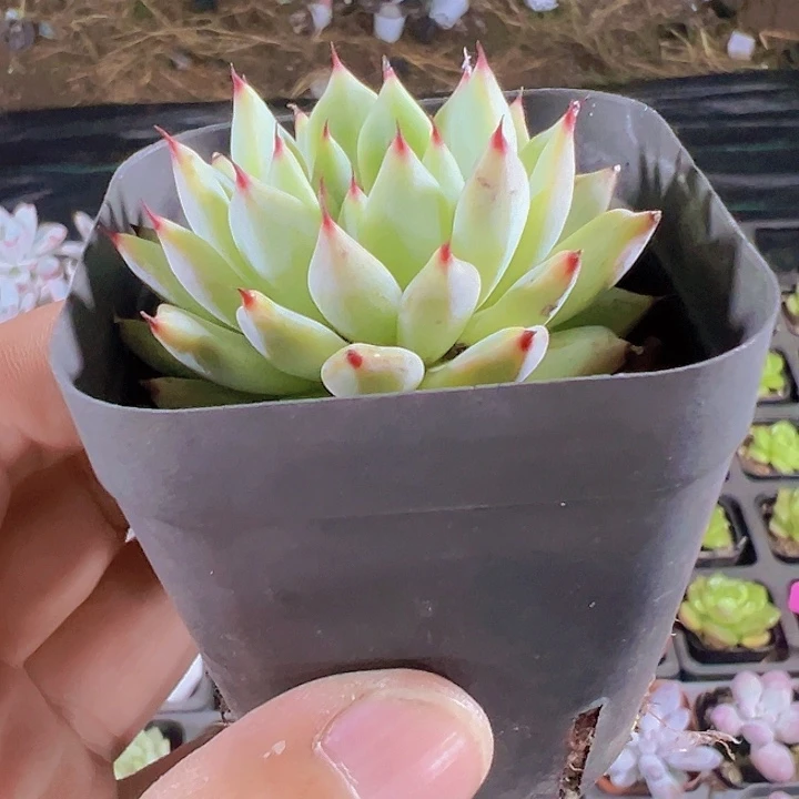 玉环精品多肉植物