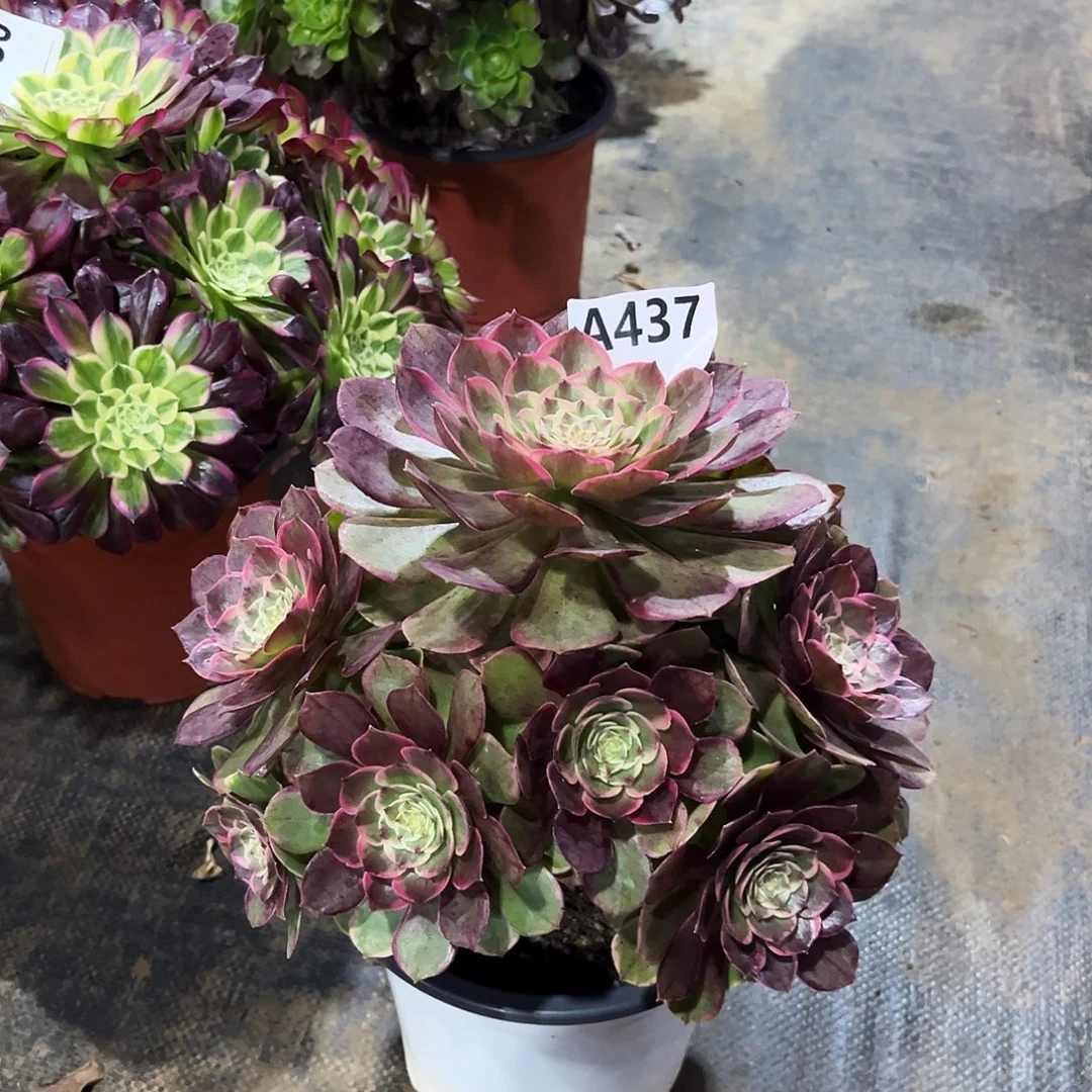 多肉植物粉花妖437多肉