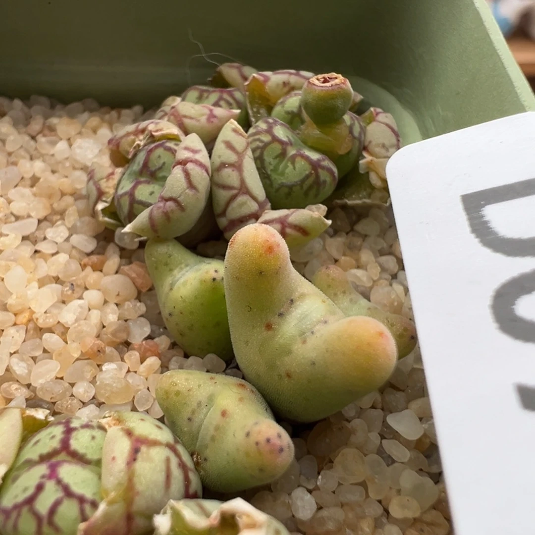 灰*酱07。青蛙种源毛弹弓母本