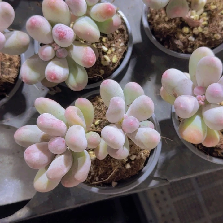 老母本米可奶酪王炸一颗