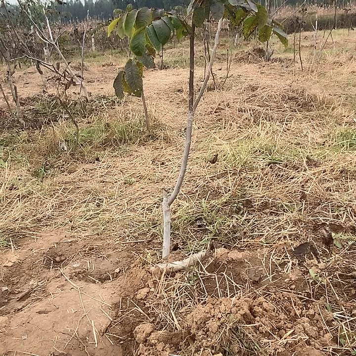 当前无花栽培后可以开花保**饿龙门箭麻核桃树苗绿植