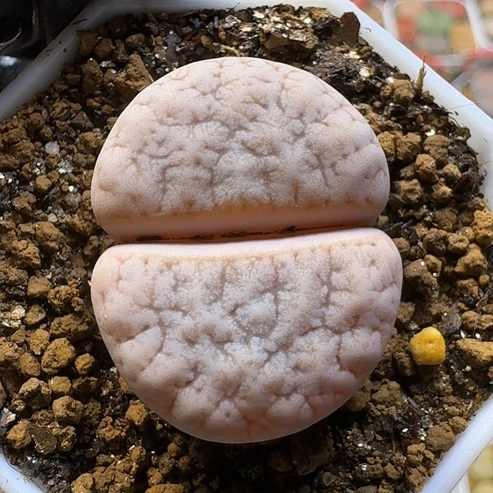 老***人生石花1111111。   235