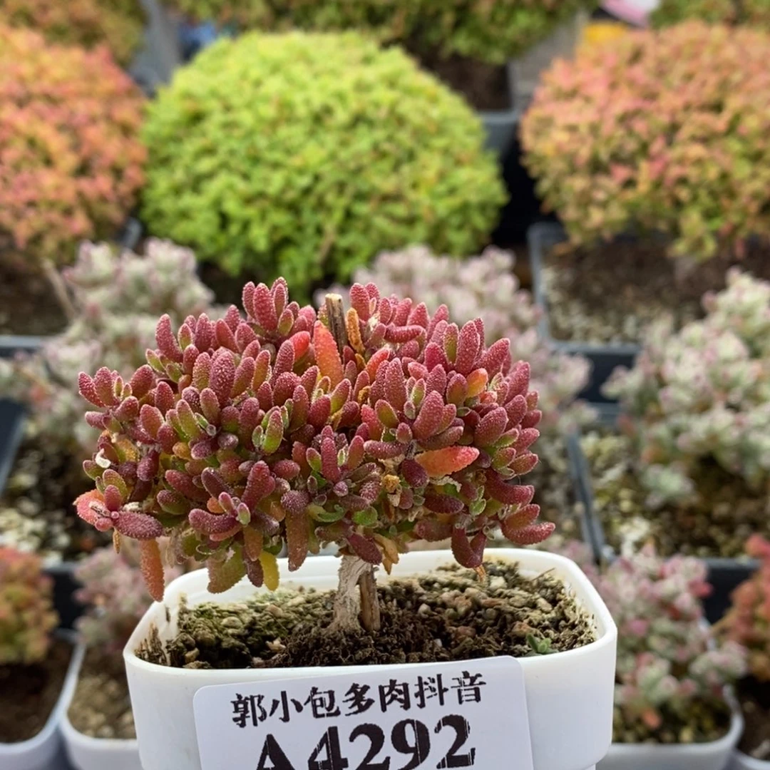 红麒麟4292枝干番杏