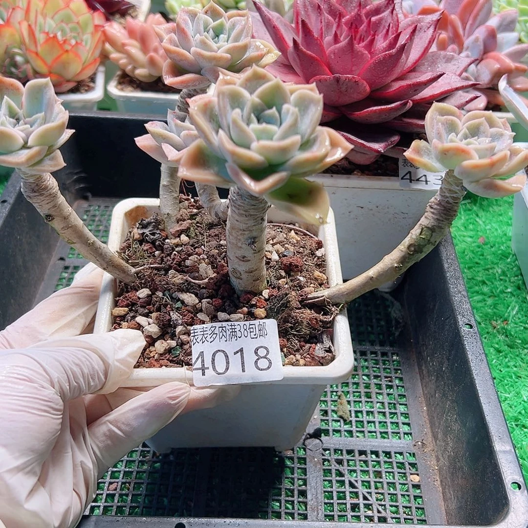 无花朵多肉一物一拍植物4018