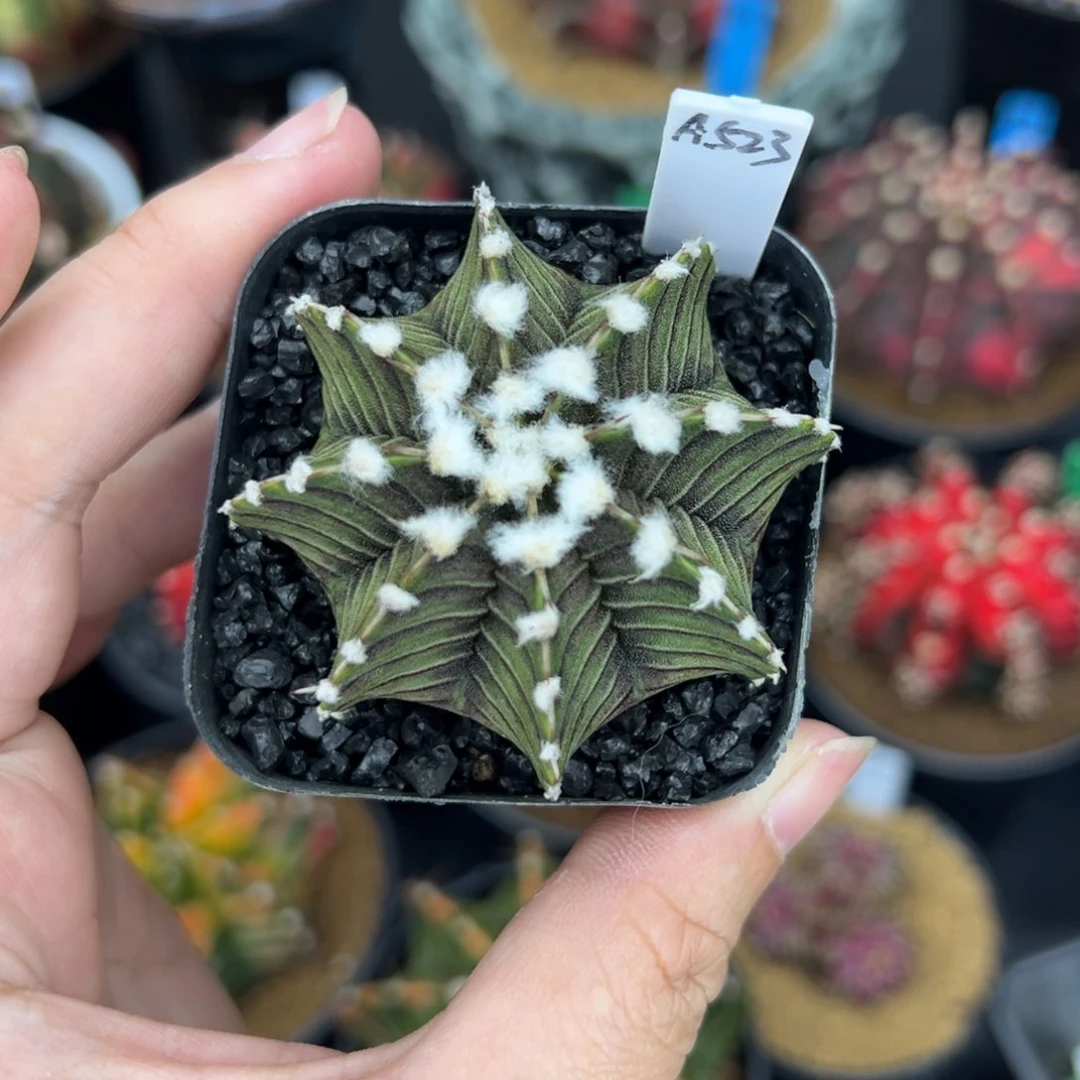 A523高绒肋骨，带盆土发货