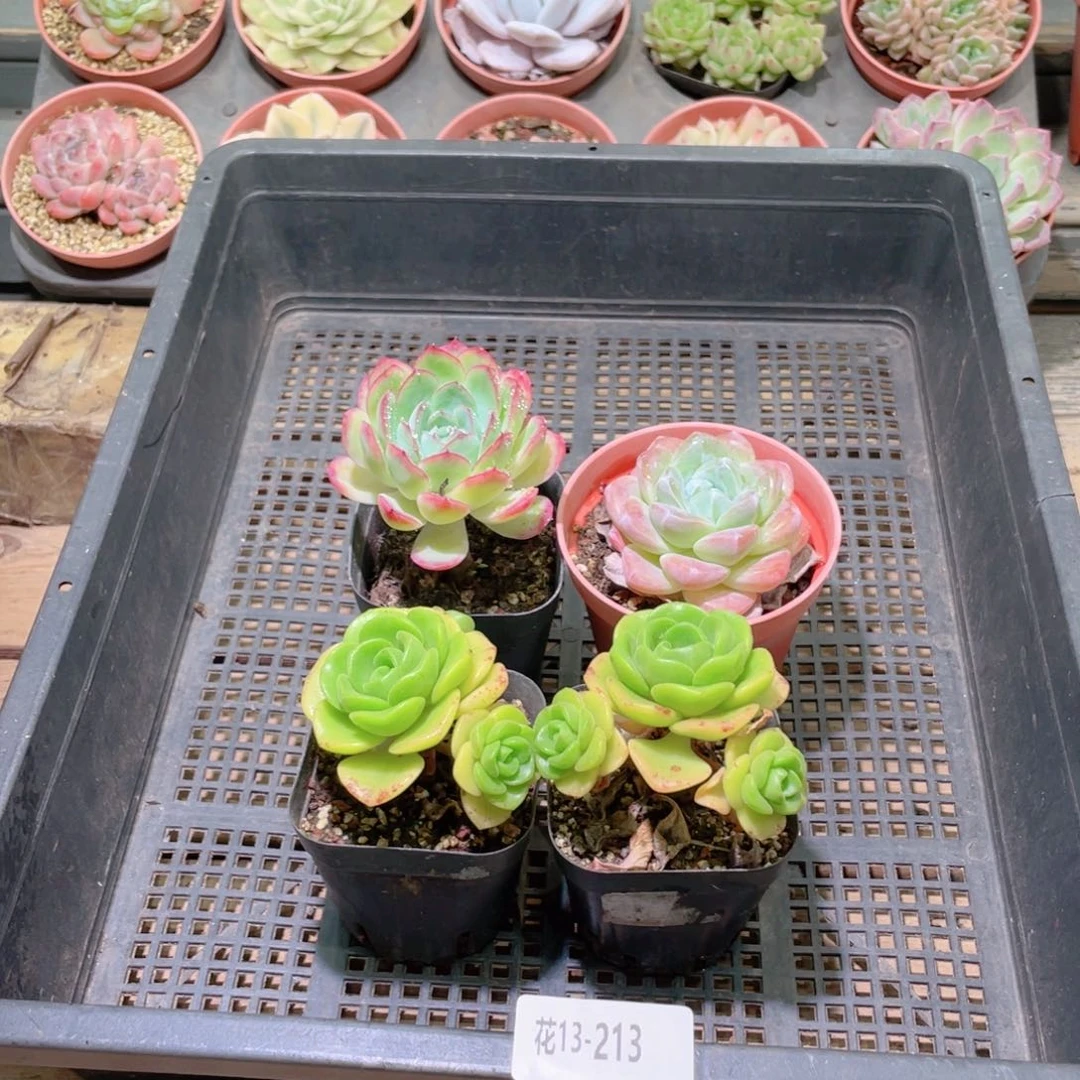 花利美13-213框拍4颗