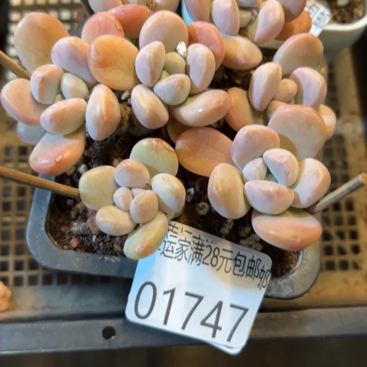 幸运儿是一位非常幸运