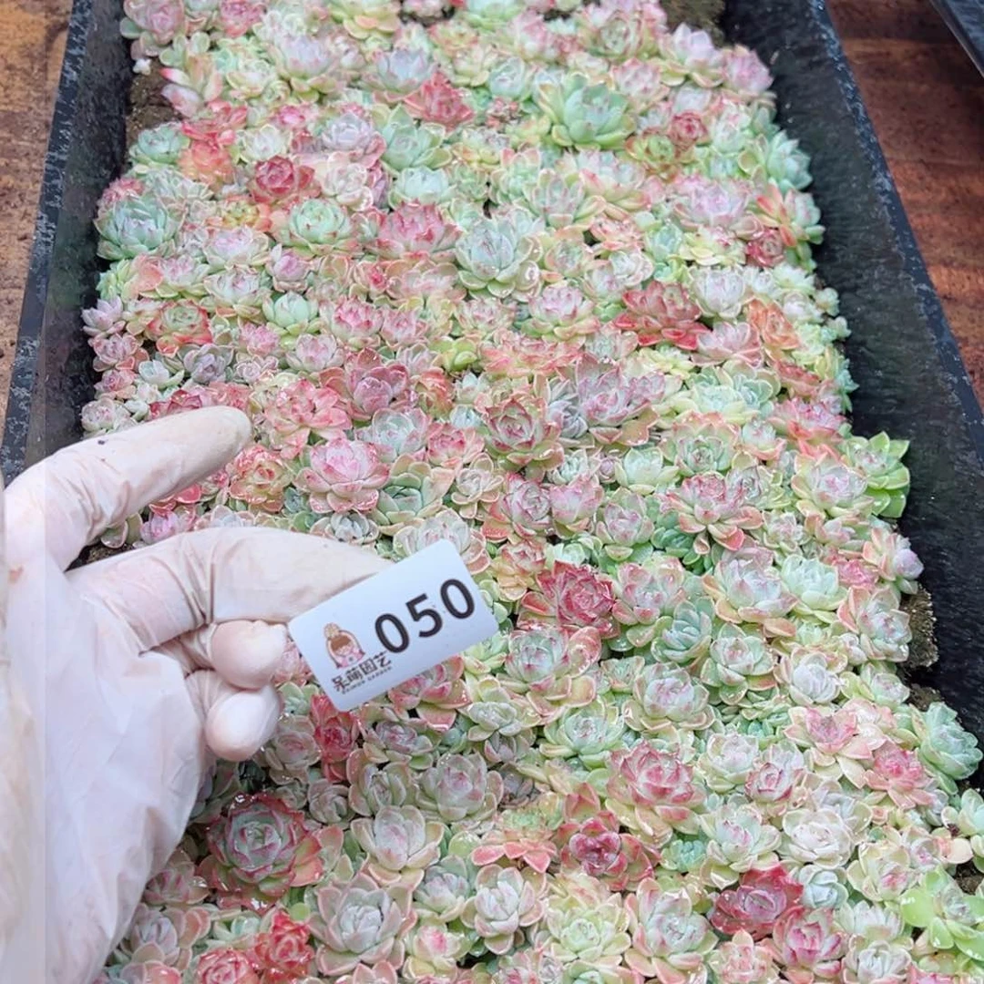 恋****.多肉植物多肉植物