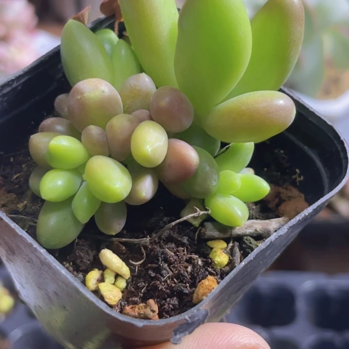 芒果奶多肉植物607