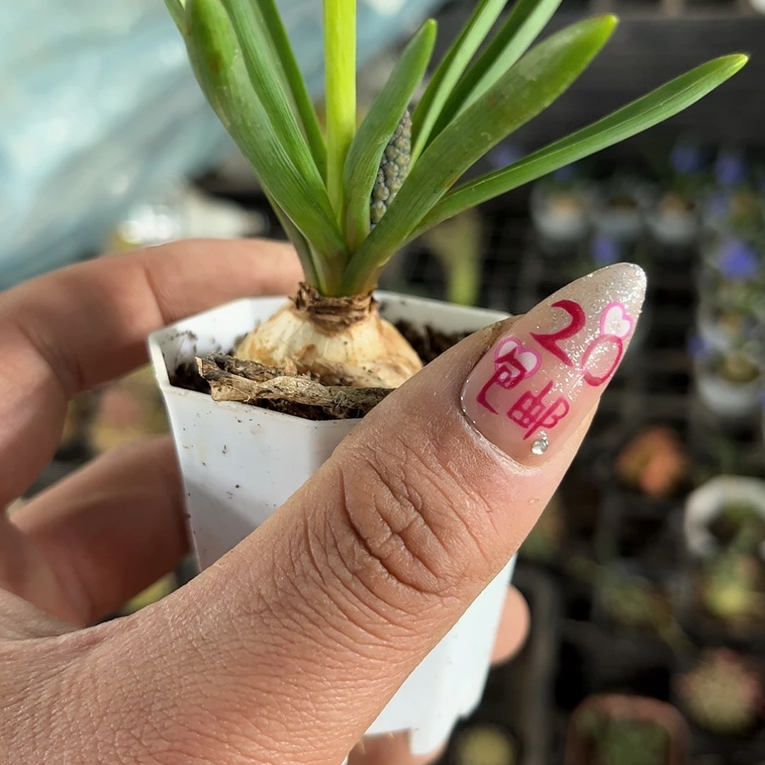 就这个死样子单头发货有根