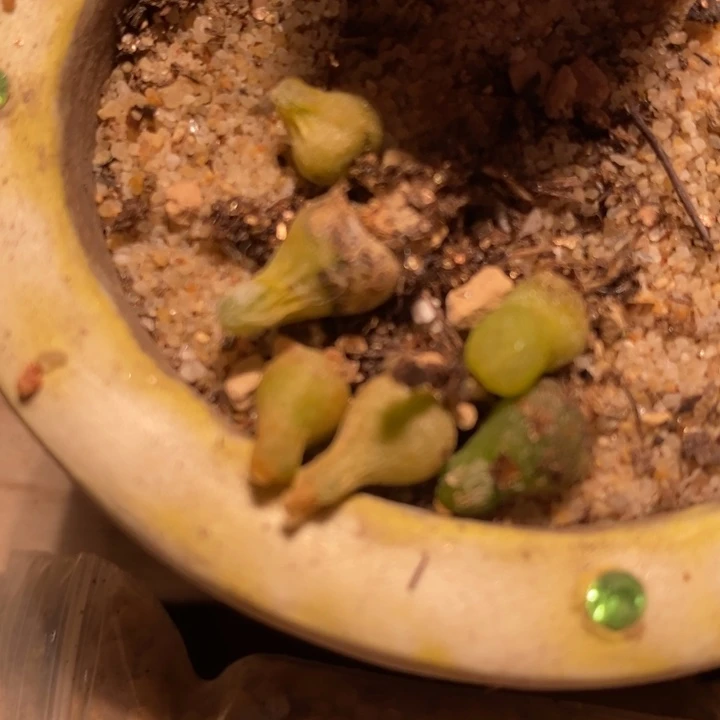 小葫芦一颗小葫芦