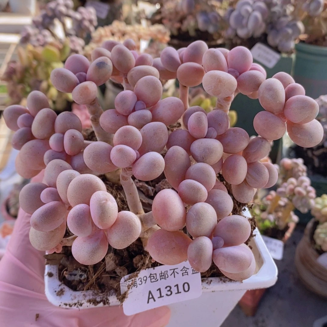 糖果桃蛋老桩13cm1310多肉植物