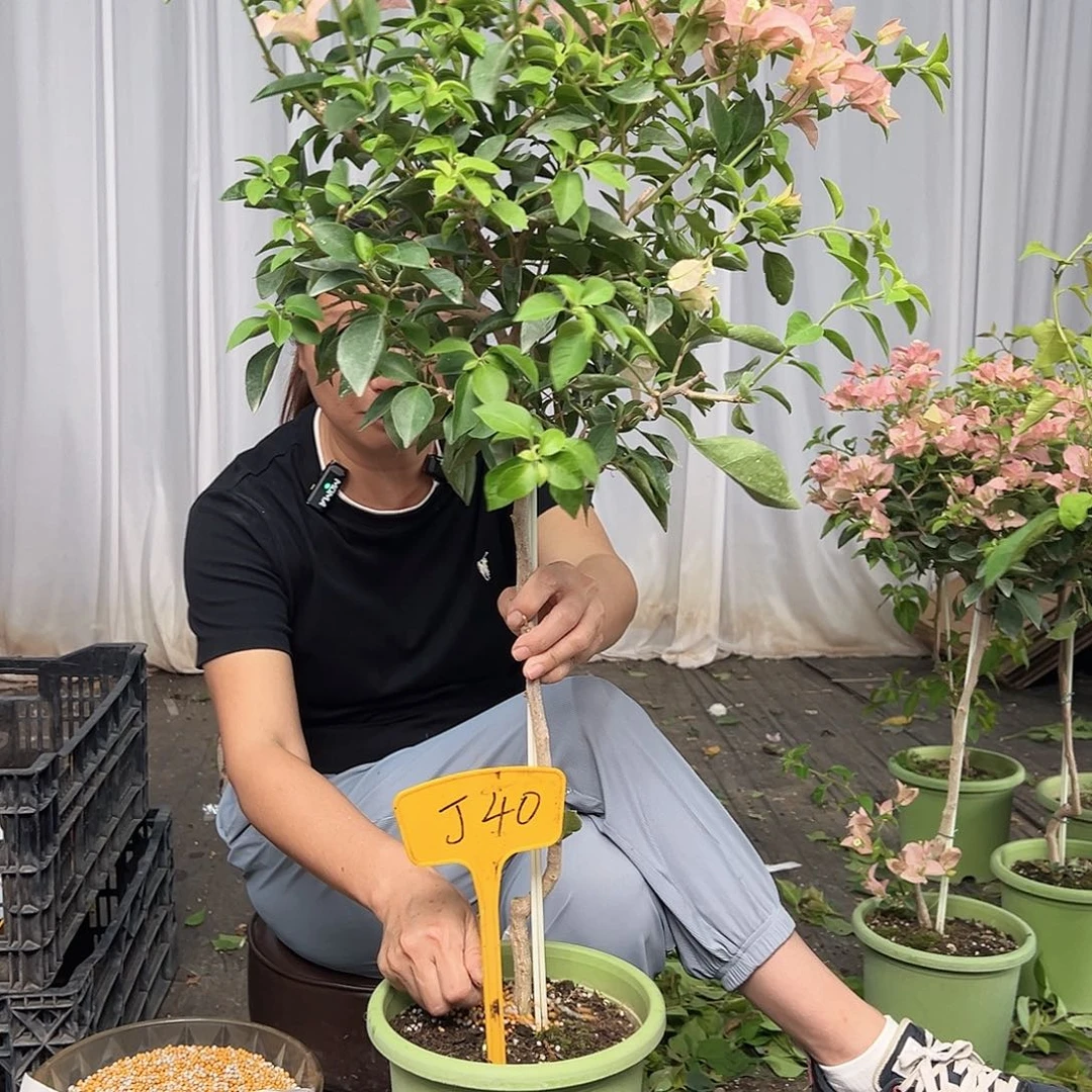 爱***梦当前无花栽培后可以开花J40卡亚塔