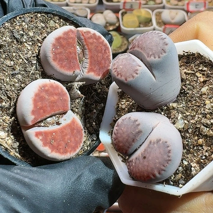 生石花等111111。   390