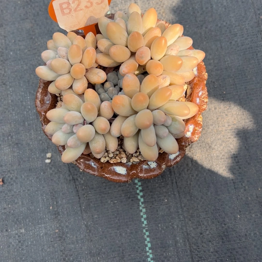 一****b233带盆发多肉植物