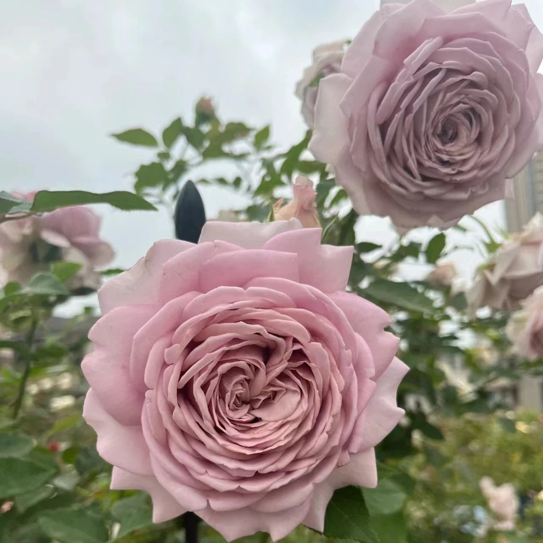 慈善新品玫瑰月季淡紫色大花多瓣浓香